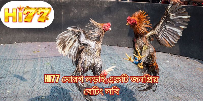 HI77 মোরগ লড়াই একটি জনপ্রিয় বেটিং লবি