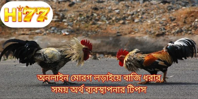 অনলাইন মোরগ লড়াইয়ে বাজি ধরার সময় অর্থ ব্যবস্থাপনার টিপস 