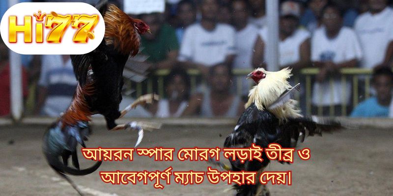 আয়রন স্পার মোরগ লড়াই তীব্র ও আবেগপূর্ণ ম্যাচ উপহার দেয়।