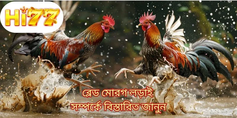 ব্লেড মোরগ লড়াই সম্পর্কে বিস্তারিত জানুন 