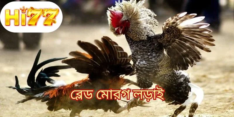 ব্লেড মোরগ লড়াই