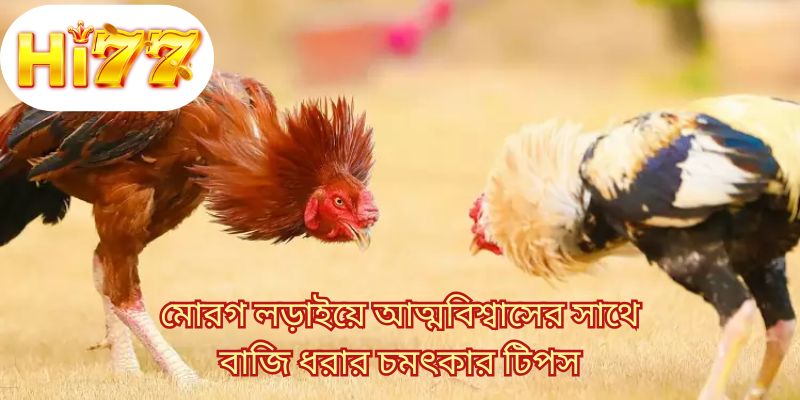মোরগ লড়াইয়ে আত্মবিশ্বাসের সাথে বাজি ধরার চমৎকার টিপস