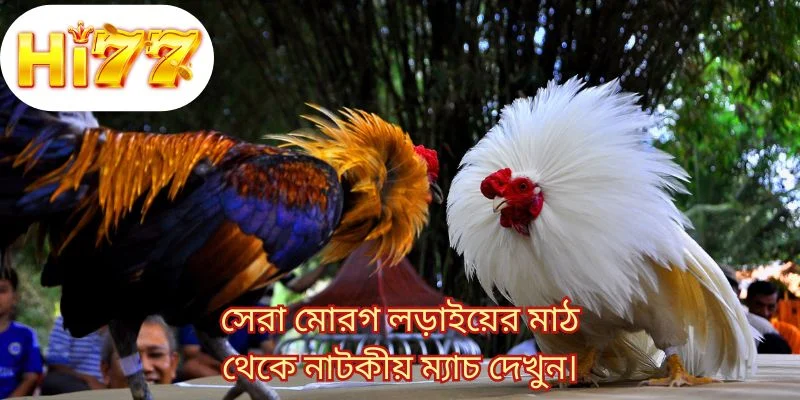 সেরা মোরগ লড়াইয়ের মাঠ থেকে নাটকীয় ম্যাচ দেখুন।